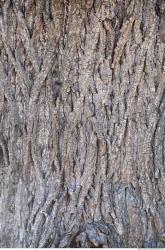 Tree Bark